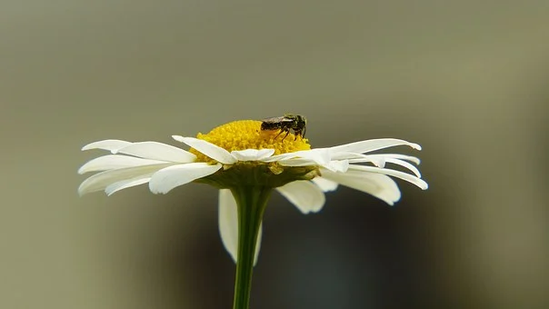 Fleur de camomille. abeille qui butine