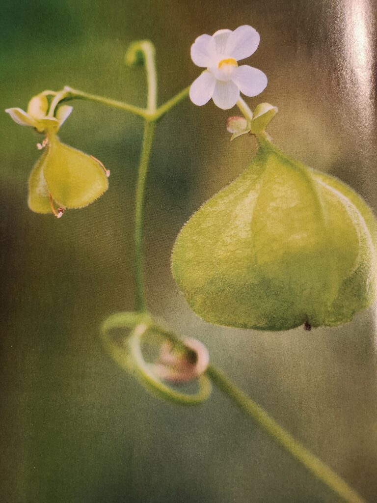 Naissance d'une fleur