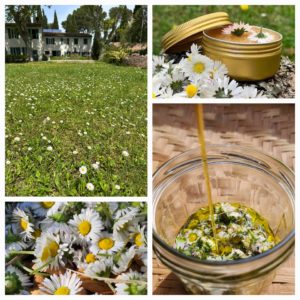 Atelier pratique d'herboristerie 🌼