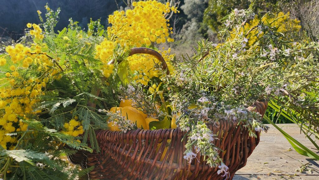 Panier mimosas – citron – lavande - Ateliers de naturopathie à Mouans-Sartoux