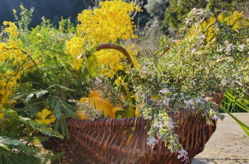Journée Yoga, Energie et Santé naturelle