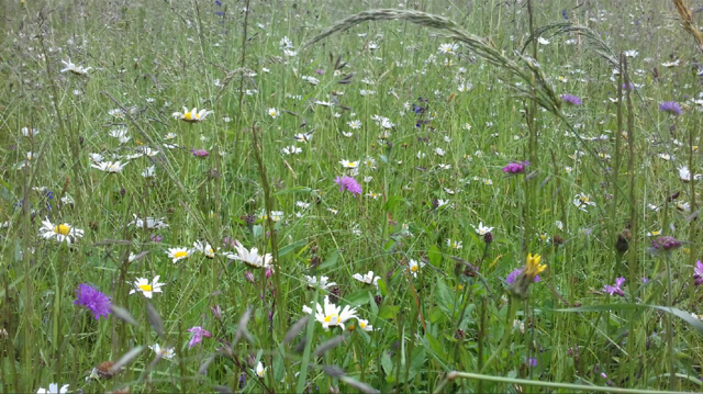 Champ de fleurs sauvages